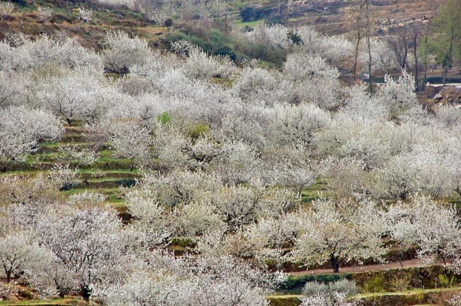 Casa Rural La Picotina نافاكونسيخو المظهر الخارجي الصورة